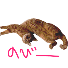 ねこさんと一緒。