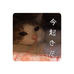 我が家の可愛い家族達{しぐれ＆ちろろ}