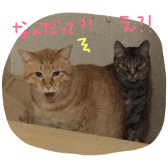 のんびりイエネコ