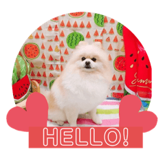 ポメラニアンのレオくんスタンプ