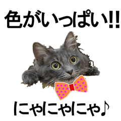 猫で色が色々！