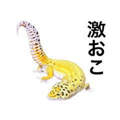 愉快なレオパたち