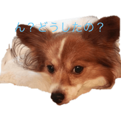 可愛い小型犬、夢中！