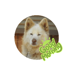 我が家のシェル君