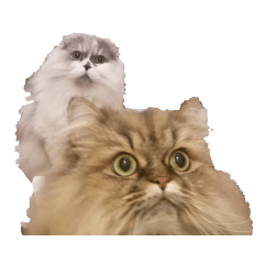 テリィ&アーチー実写無言ver