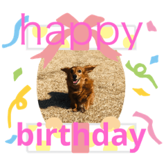 ミニチュアダックスのパンナちゃんpart2