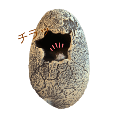 【セイブシシバナヘビ】スーちゃんいちー