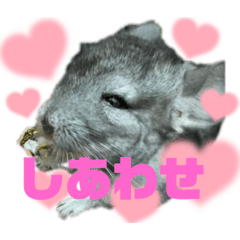 チンチラのマナちゃん