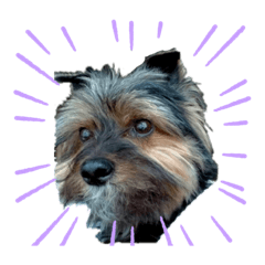 デカヨーキー犬こたろう①