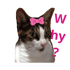 かな×きょん×みゅうやんのスタンプ