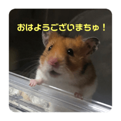 日常的な金ハム