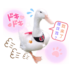 Cookie_20220424154545