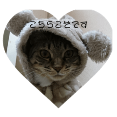 キジトラ〖てて〗と黒猫〖しっぽ〗