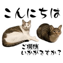 キジシロ猫コンビ スタンプ