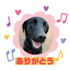 黒ラブ基本ポジティブな毎日♩