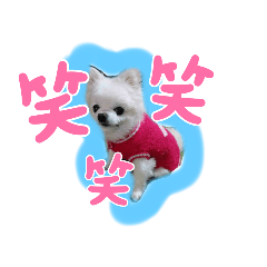 チワワのピノ君