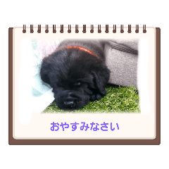 ラブラドール パピーだょ