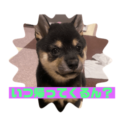 黒柴(柚子)スタンプ