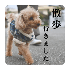 犬と暮らす。散歩ご飯連絡スタンプ