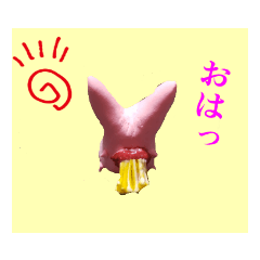 えのきを噛みしめたくちびるうさぎさん