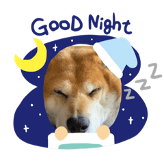 おじさん犬リクちゃん