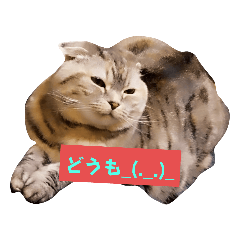 シャロちゃん❤❤❤