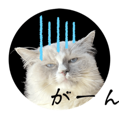 ラグドール テオの毎日使える便利スタンプ