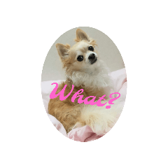 ルカのひとりごと