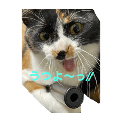 りんちゃんといっしょスタンプ2