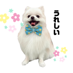 ポメラニアンのうる【シンプル ver】