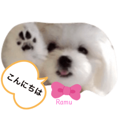 マルチーズ　Ramuの日常