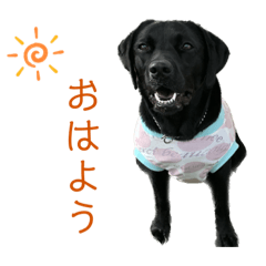 ラブラドールレトリバー 日常スタンプ 4