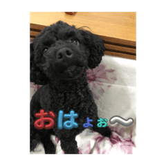 可愛いすぎるワンチャン