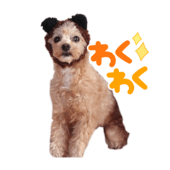 もさもさ！こむぎスタンプ