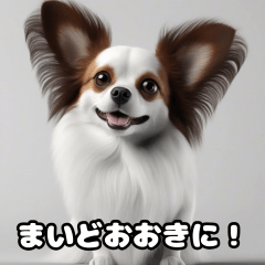 関西弁なパピヨン