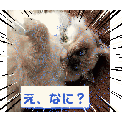 ラグドールのあおの日常。