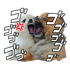 ポメラニアンのポチと子犬さん