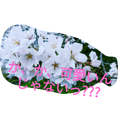 桜の画像スタンプ7