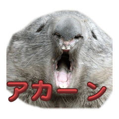 豊かなウォンバットライフ