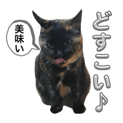 もふもふまめ15