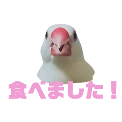 教えてくれる!シロブンチョノポン