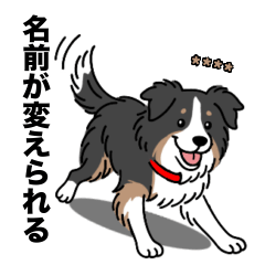 名前入りボーダーコリートライカラー