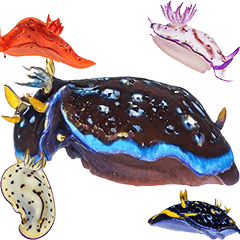 実写　ウミウシ