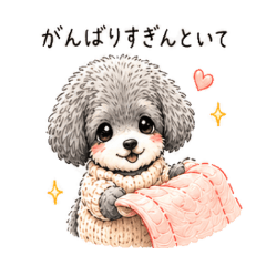 シルバートイプードルコロンちゃん