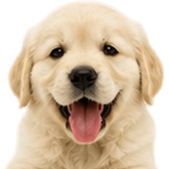Jummum The Golden Retriever V.1