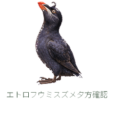 エトロフウミスズメ夕方確認