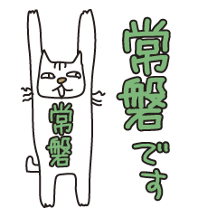 ばんざい猫 常磐用