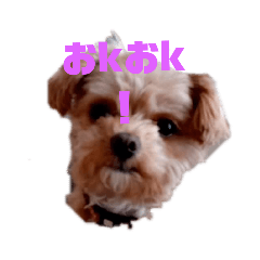 チワプーのモコちゃん