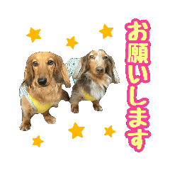 ミニチュアダックスフンド★ココア＆チロル