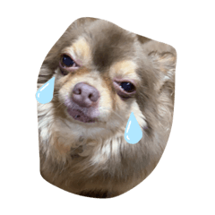 うちのディーくん